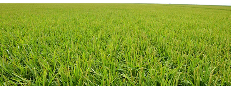 農藥消泡劑效果圖